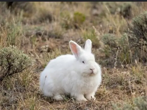 Pure White Angora Rabbits Pair for Sale / Heavy Fur & Healthy — photo 2