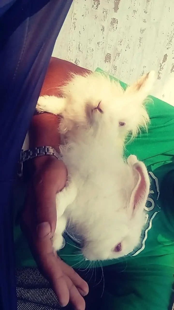 Pure White Angora Rabbits Pair for Sale / Heavy Fur & Healthy — photo 3