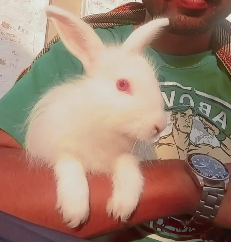 Pure White Angora Rabbits Pair for Sale / Heavy Fur & Healthy — photo 4