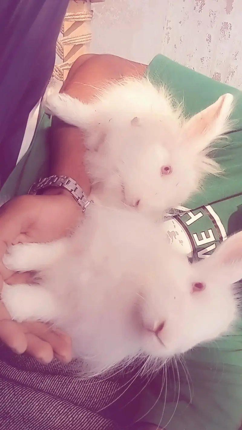 Pure White Angora Rabbits Pair for Sale / Heavy Fur & Healthy — photo 5