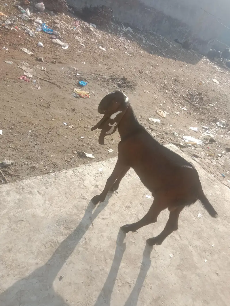 beautiful nagra khira bacha seal call Whatsapp 03034135736 — photo 2