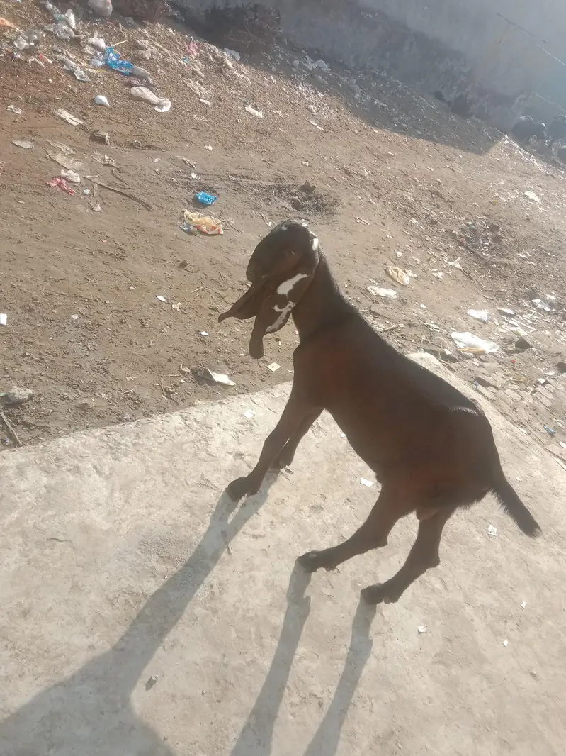 beautiful nagra khira bacha seal call Whatsapp 03034135736 — photo 3