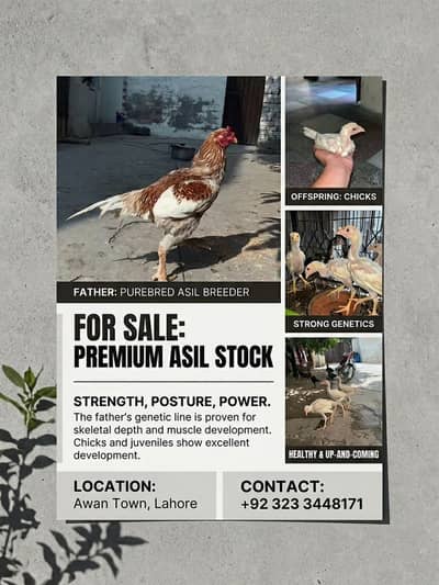 Aseel hen and his chicks for sale in lahore
