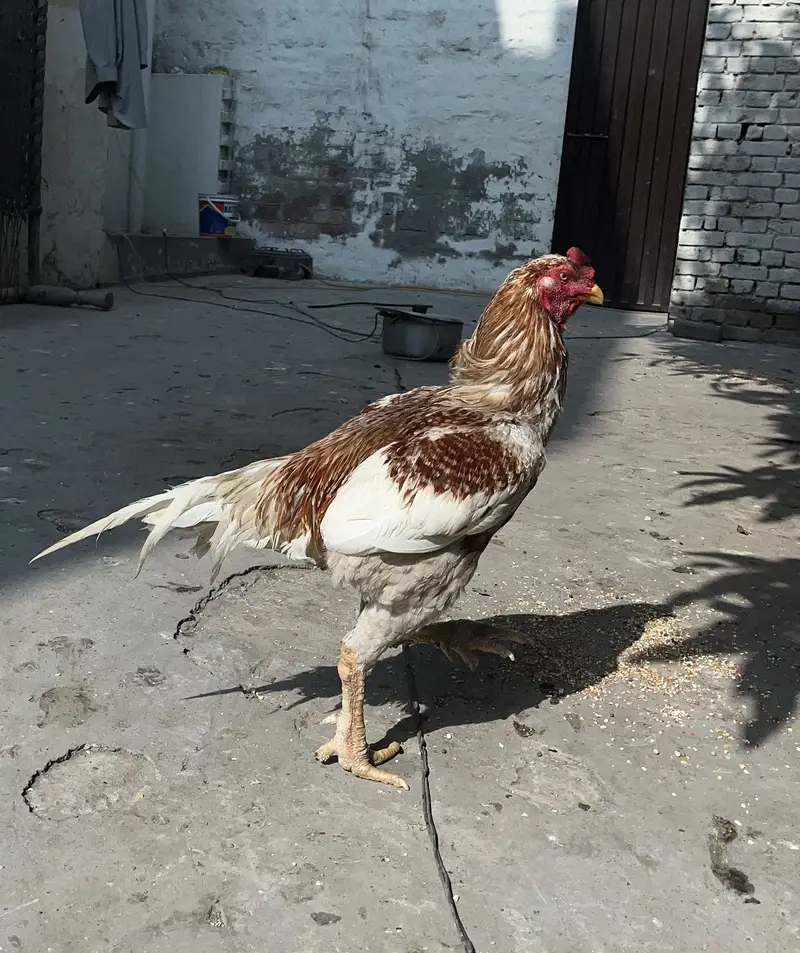 Aseel hen and his chicks for sale in lahore — photo 3
