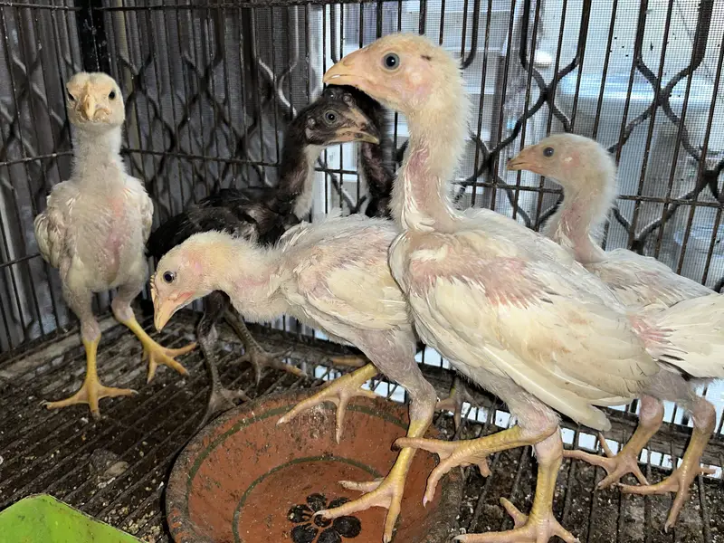 Aseel hen and his chicks for sale in lahore — photo 4