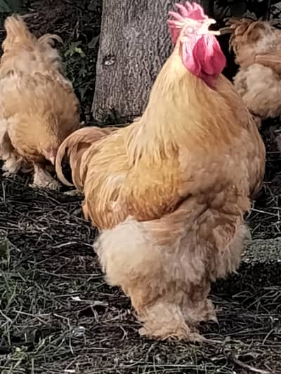 Golden Heavy Buff, Fancy, Bird,