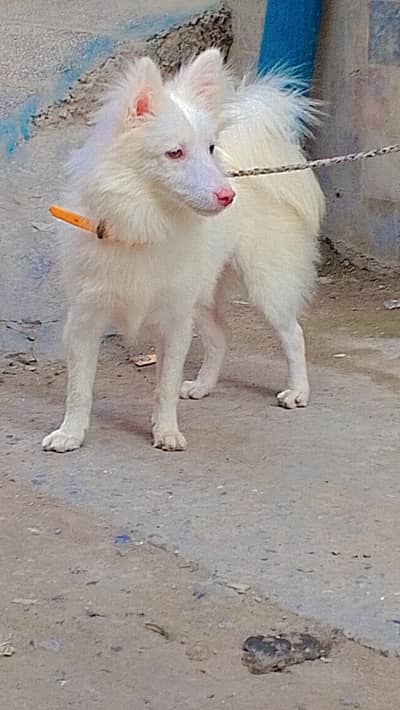 Russian dog 5 minutes age pink nose