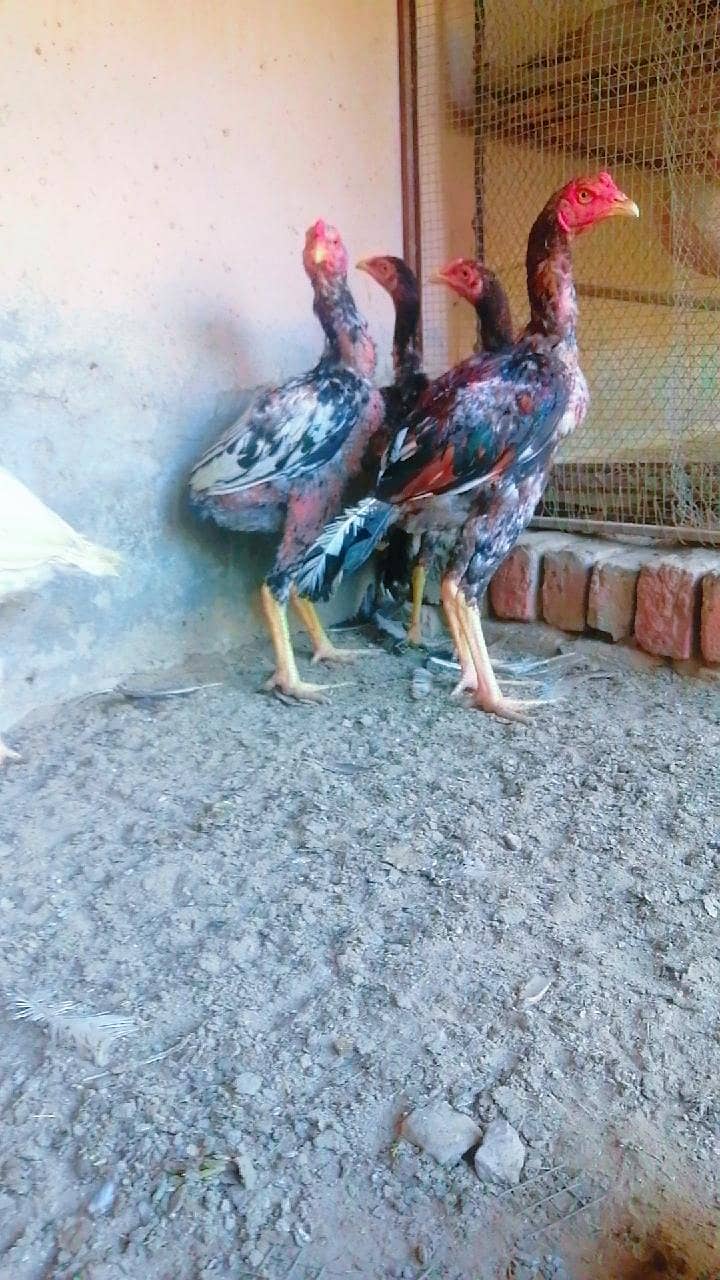 Aseel 8