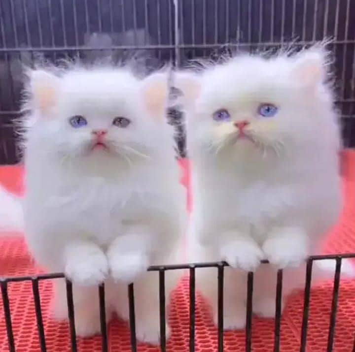 Persian cat 0