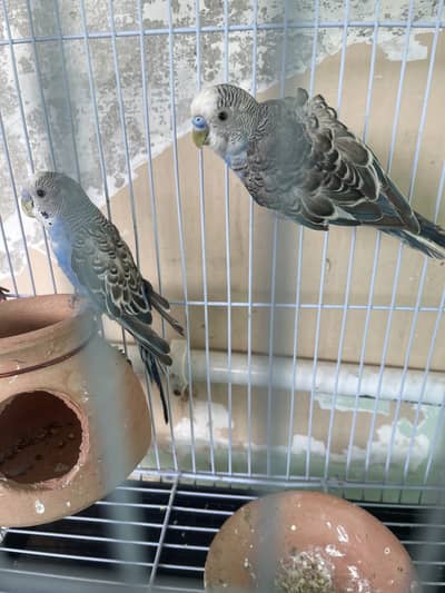 Blue parrots