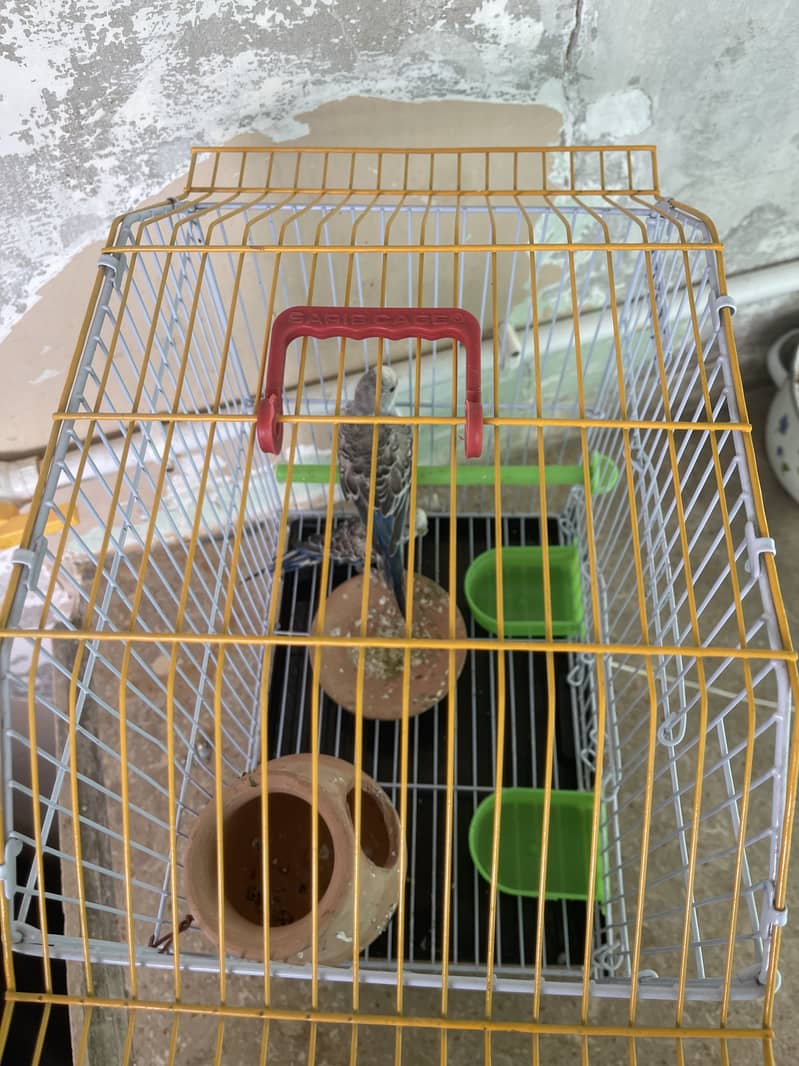 Blue parrots 2