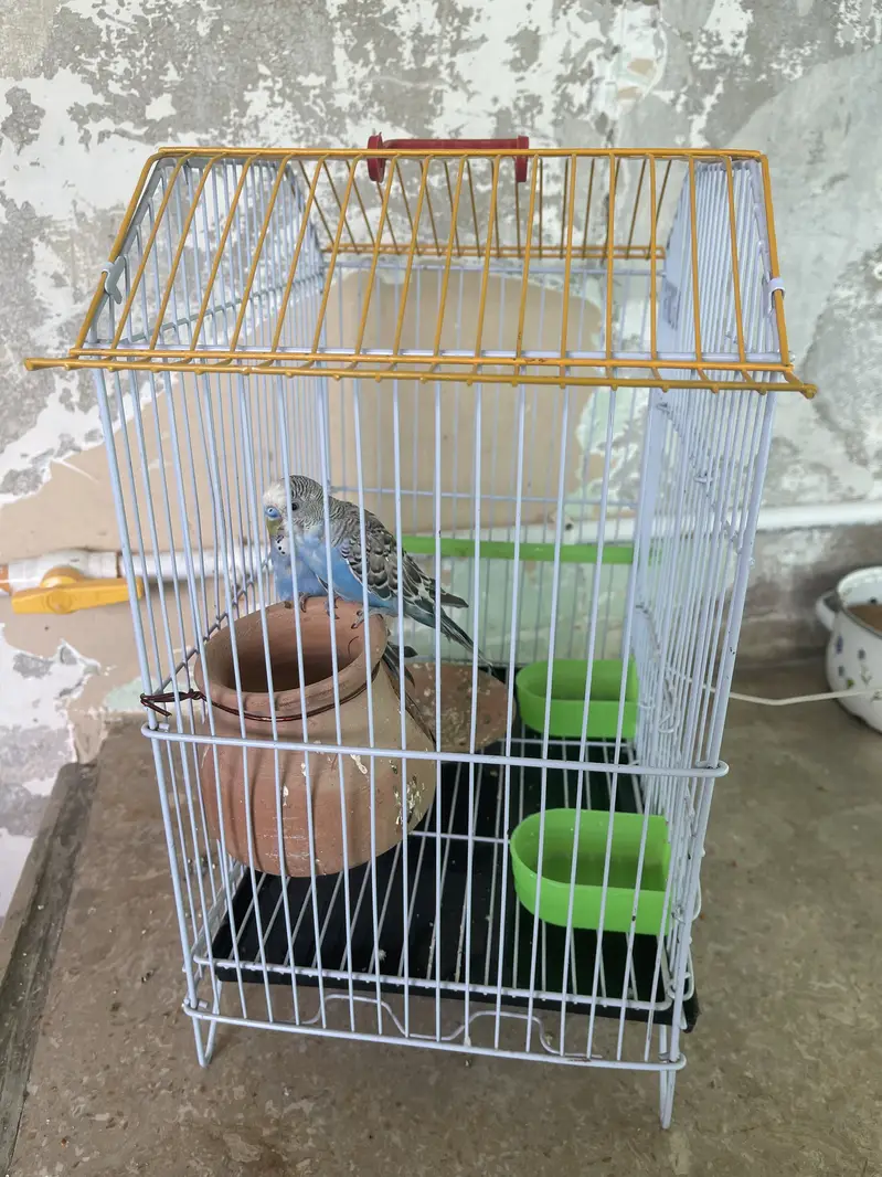 Blue parrots — photo 4