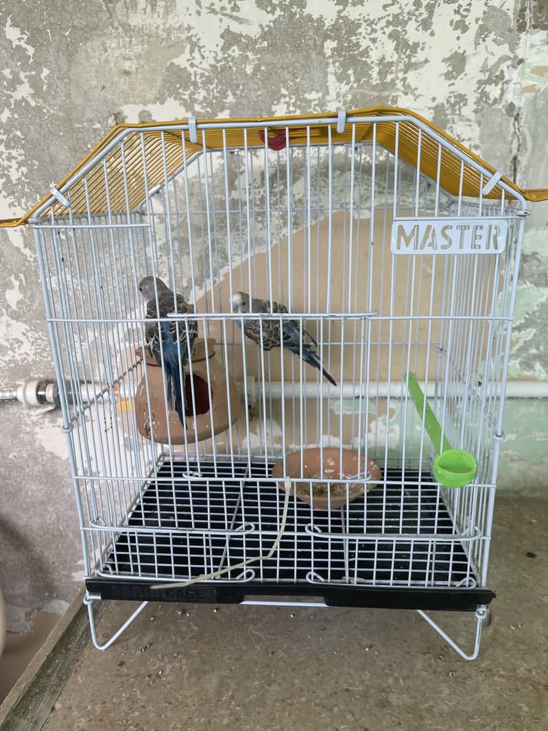 Blue parrots 5