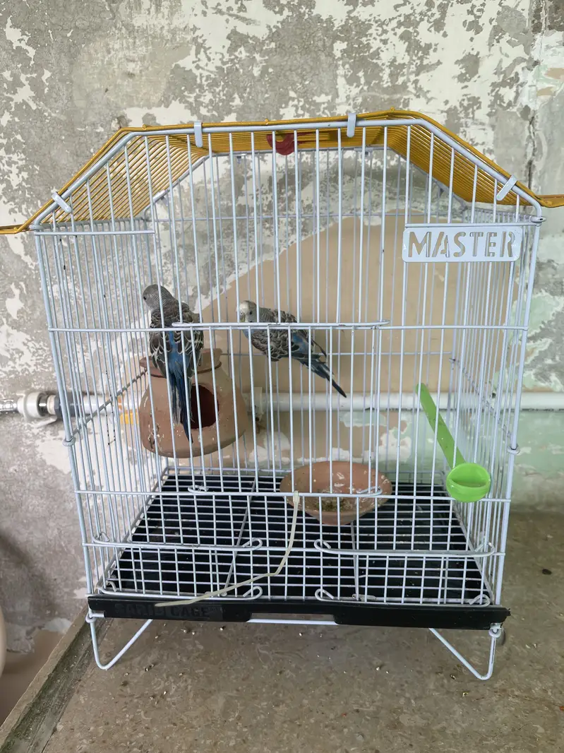 Blue parrots — photo 6