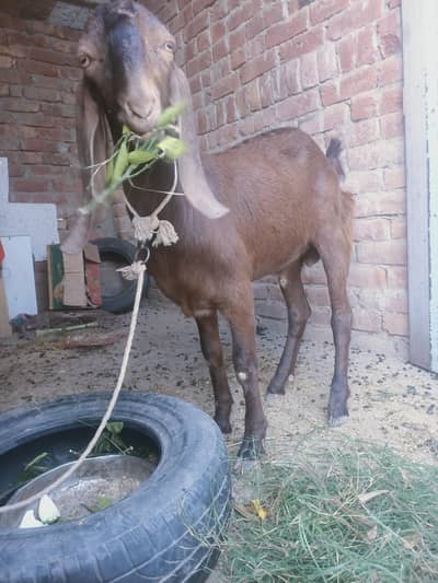 Bakra | khera | Vip Look