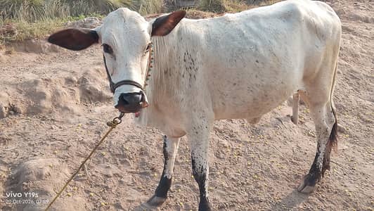 kheeri wachi,cow