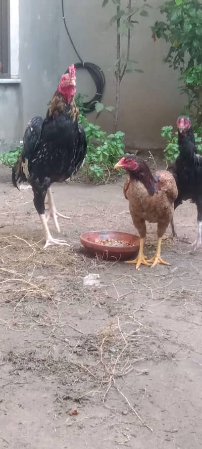 kurk Murghi for sale pure mianwali breed