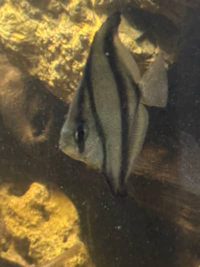 Mono Sebae exotic fish for sale |Fishes
