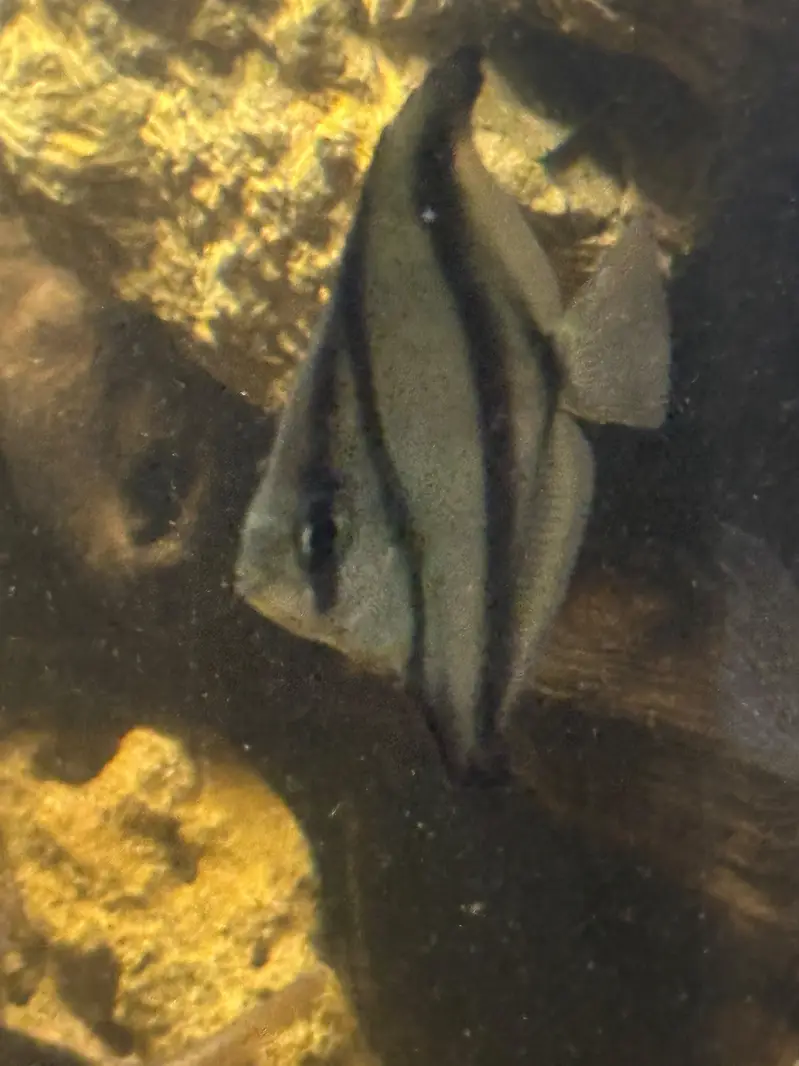 Mono Sebae exotic fish for sale |Fishes — photo 2
