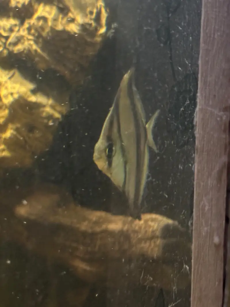 Mono Sebae exotic fish for sale |Fishes — photo 3