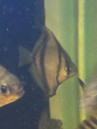 Mono Sebae exotic fish for sale |Fishes