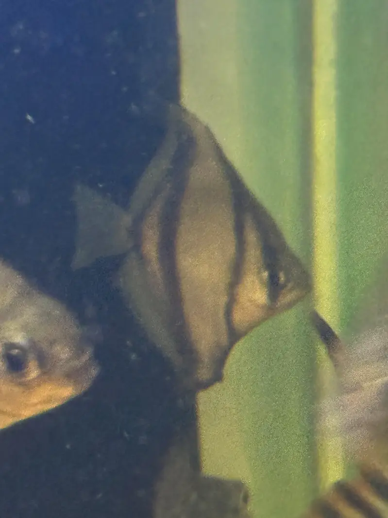 Mono Sebae exotic fish for sale |Fishes — photo 4
