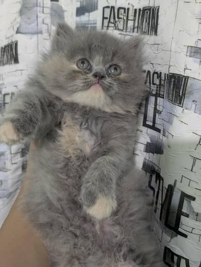 Persian kittens looking for new home