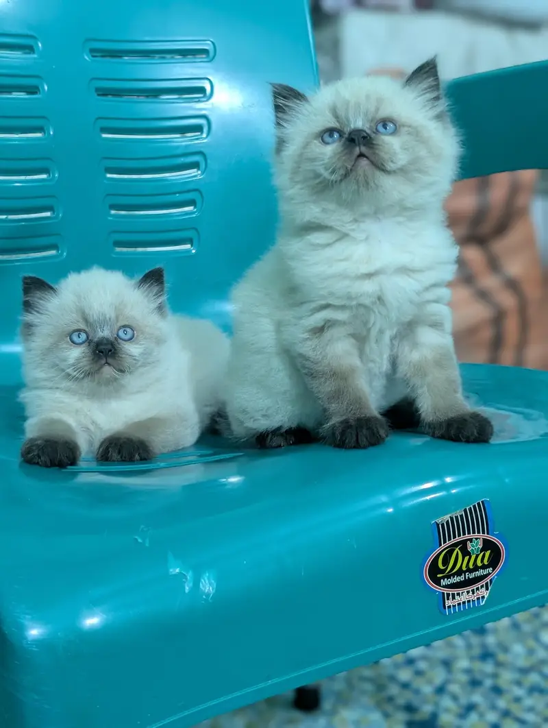Persian kittens looking for new home — photo 2