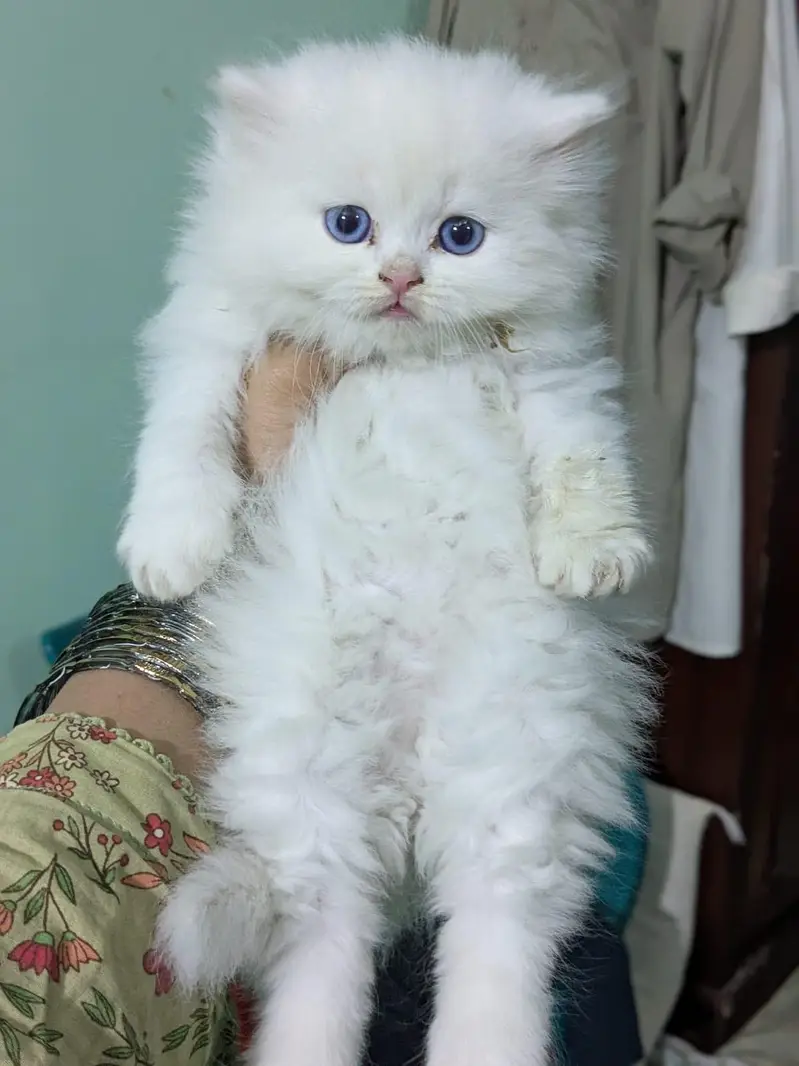 Persian kittens looking for new home — photo 3