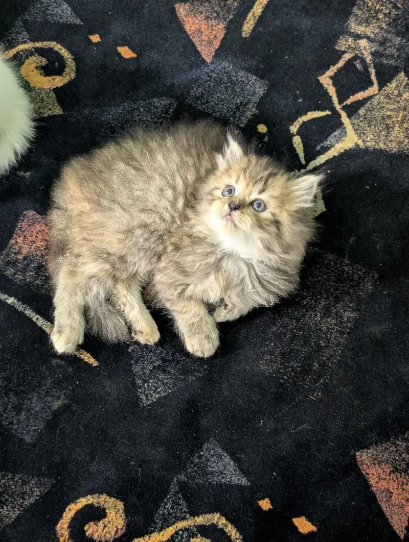 Persian kittens looking for new home — photo 4