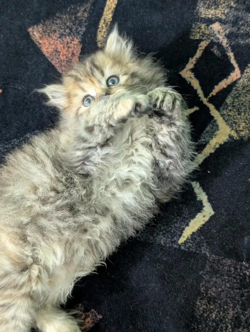 Persian kittens looking for new home — photo 5