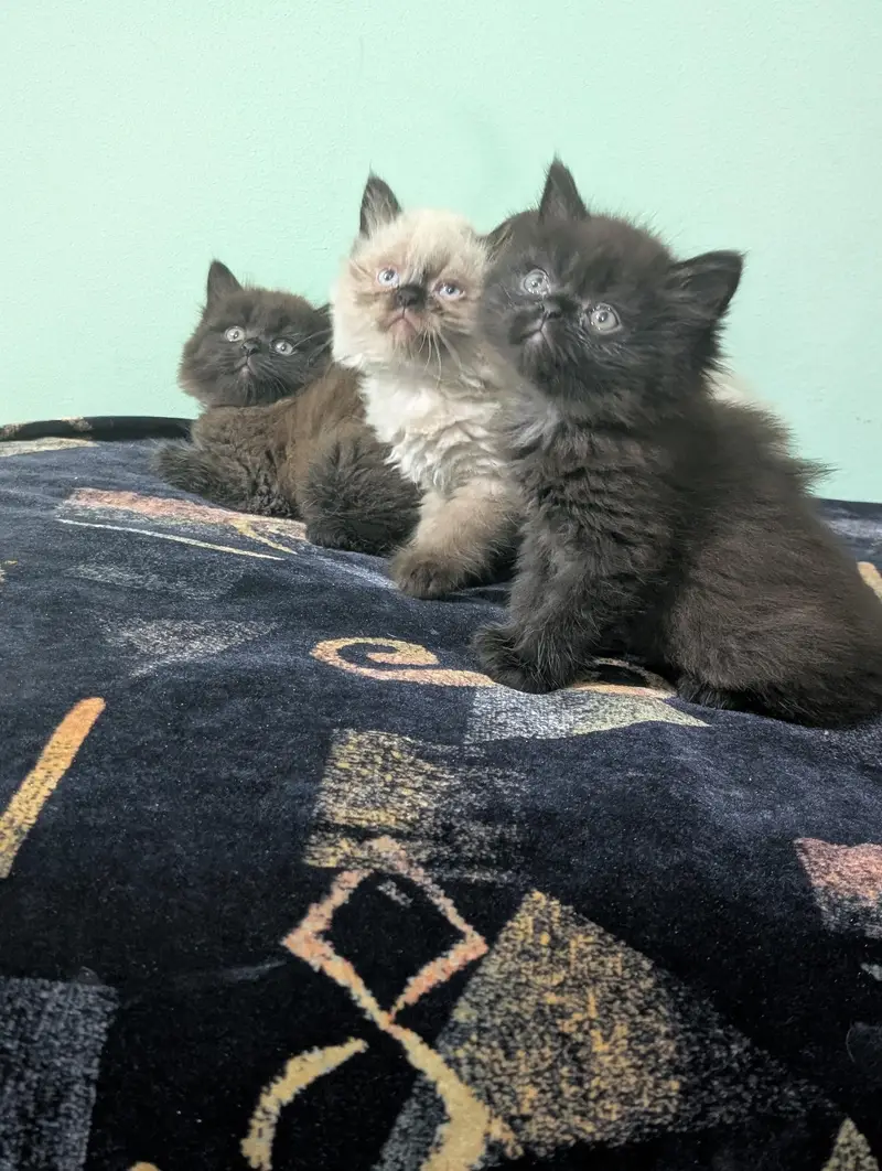 Persian kittens looking for new home — photo 6