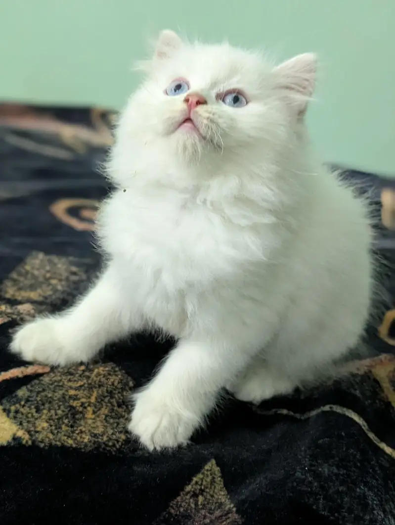 Persian kittens looking for new home — photo 7