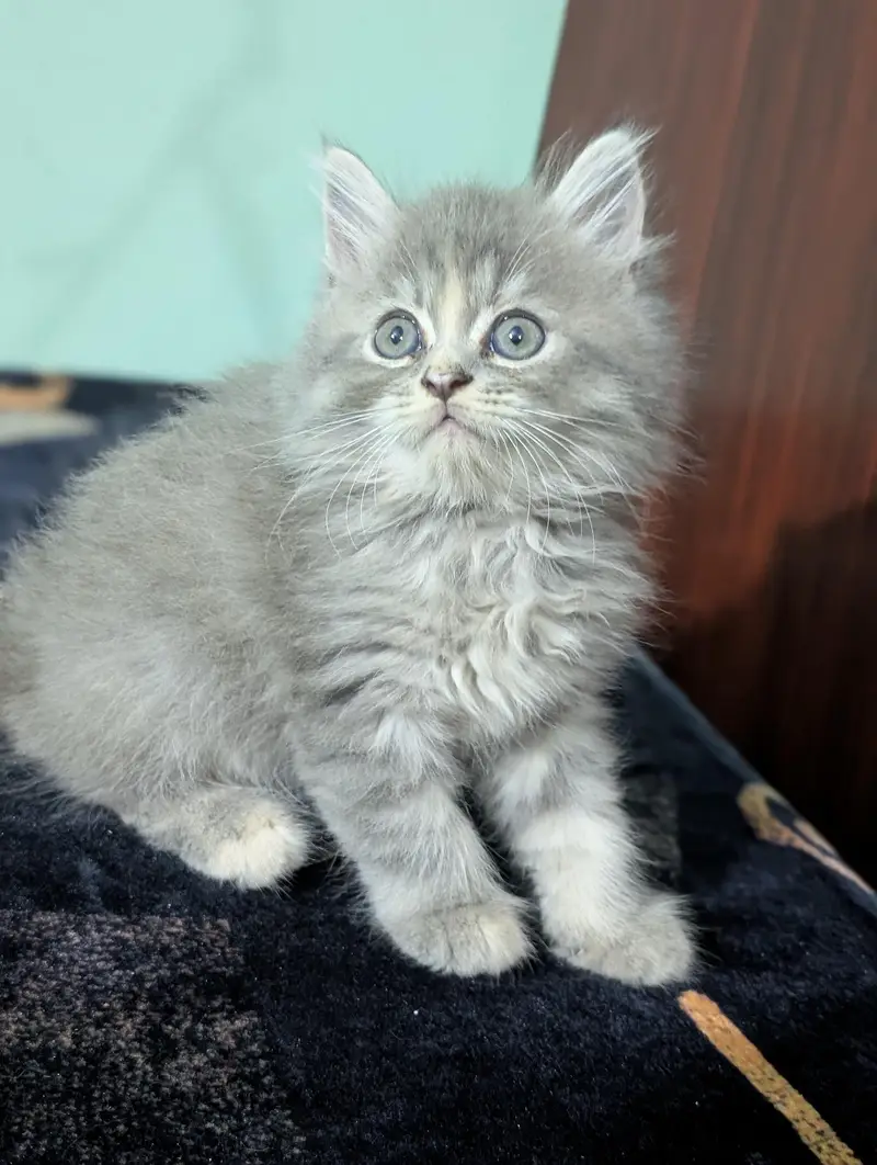 Persian kittens looking for new home — photo 8