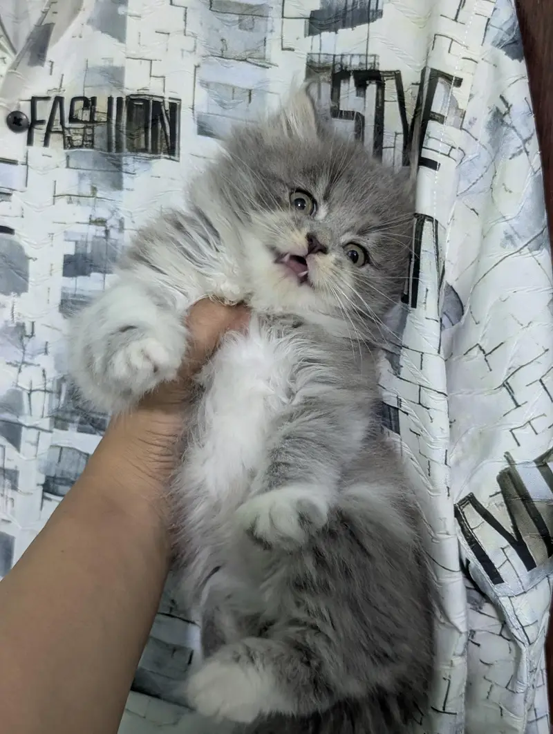 Persian kittens looking for new home — photo 9