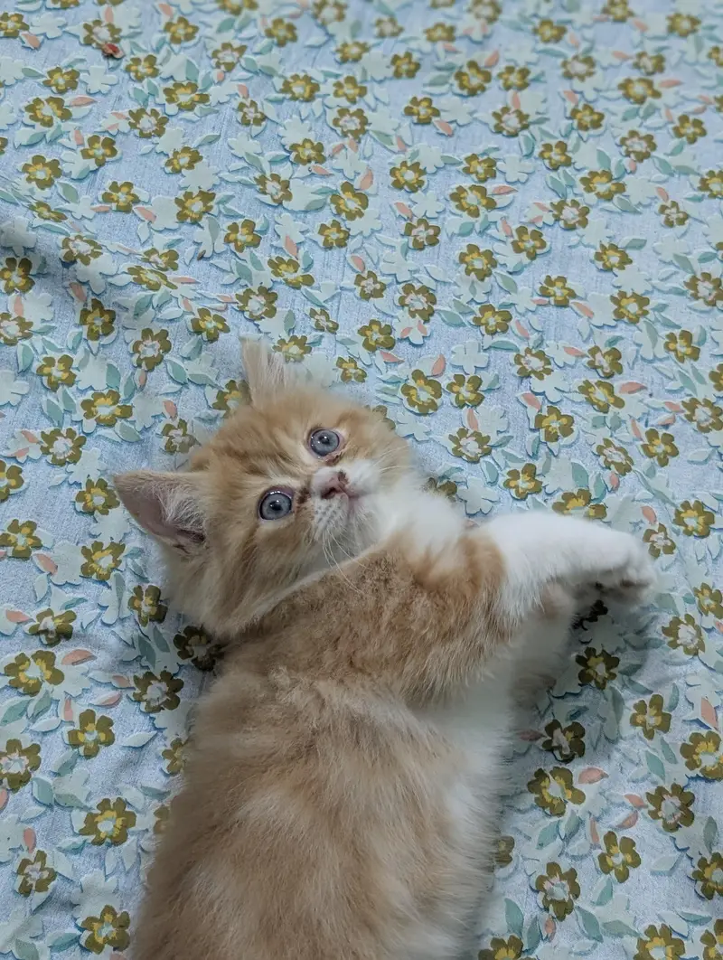 Persian kittens looking for new home — photo 10