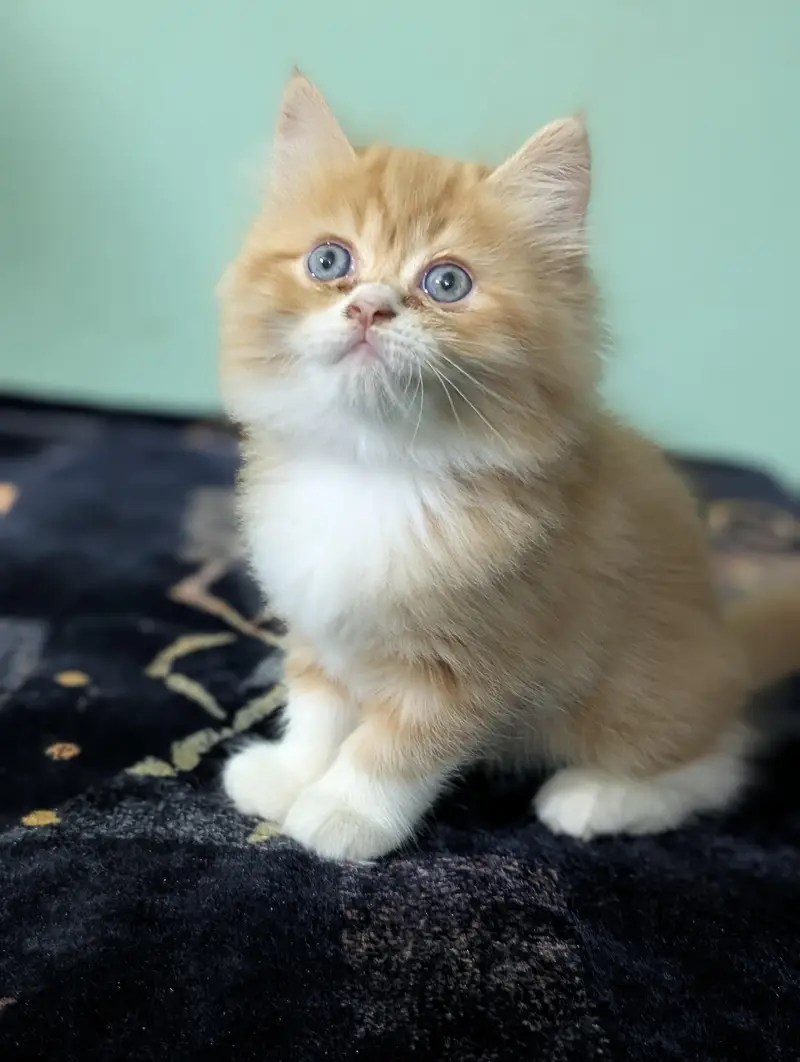 Persian kittens looking for new home — photo 12