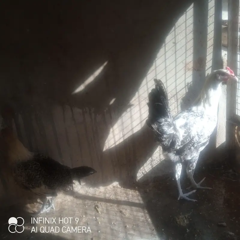 Golden misri — photo 2