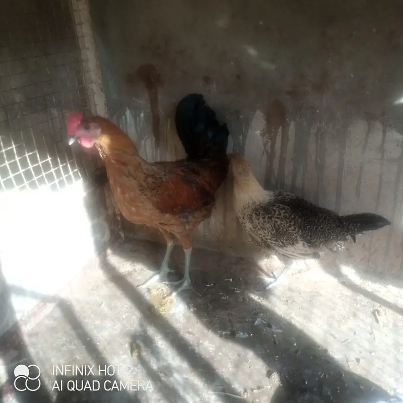 Golden misri — photo 3
