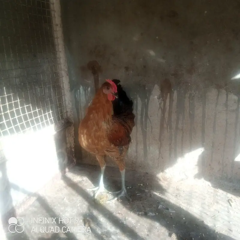 Golden misri — photo 4