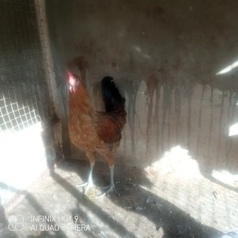 Golden misri — photo 6