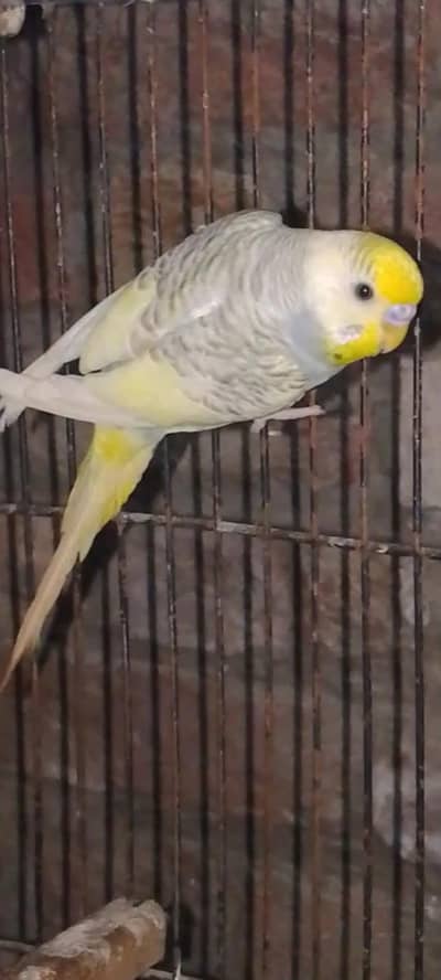 Cocktail Ino Breedar Female
