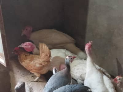 Paper white Turkey Birds 3 females and 2 males