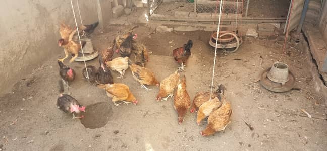 Hens for Sale