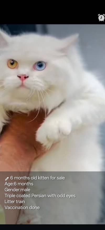 Persian male cat for sale with odd eyes