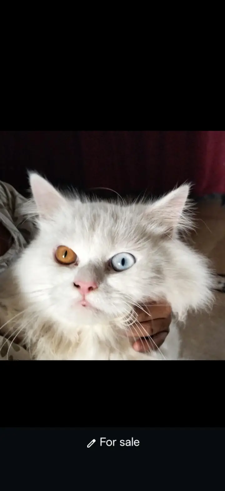 Persian male cat for sale with odd eyes — photo 2