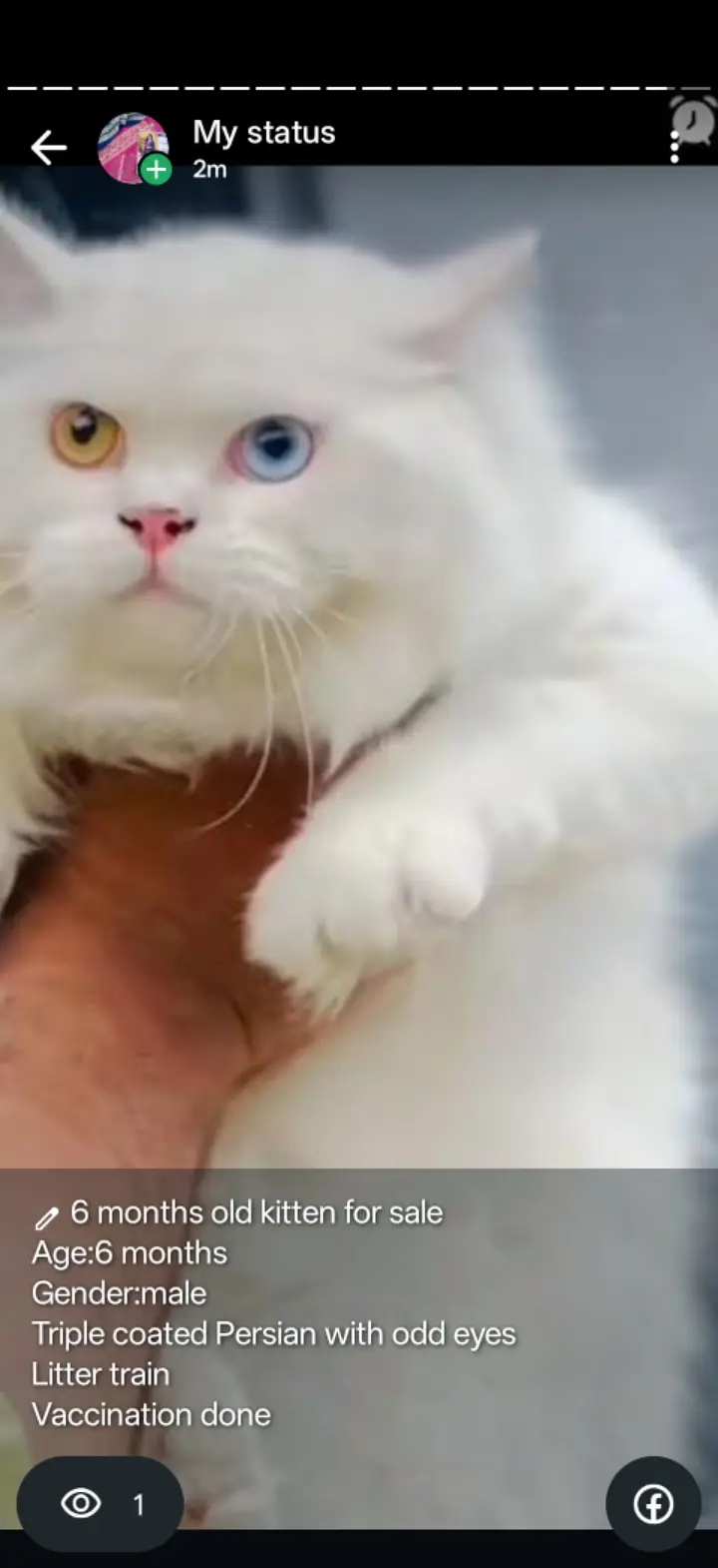 Persian male cat for sale with odd eyes — photo 3