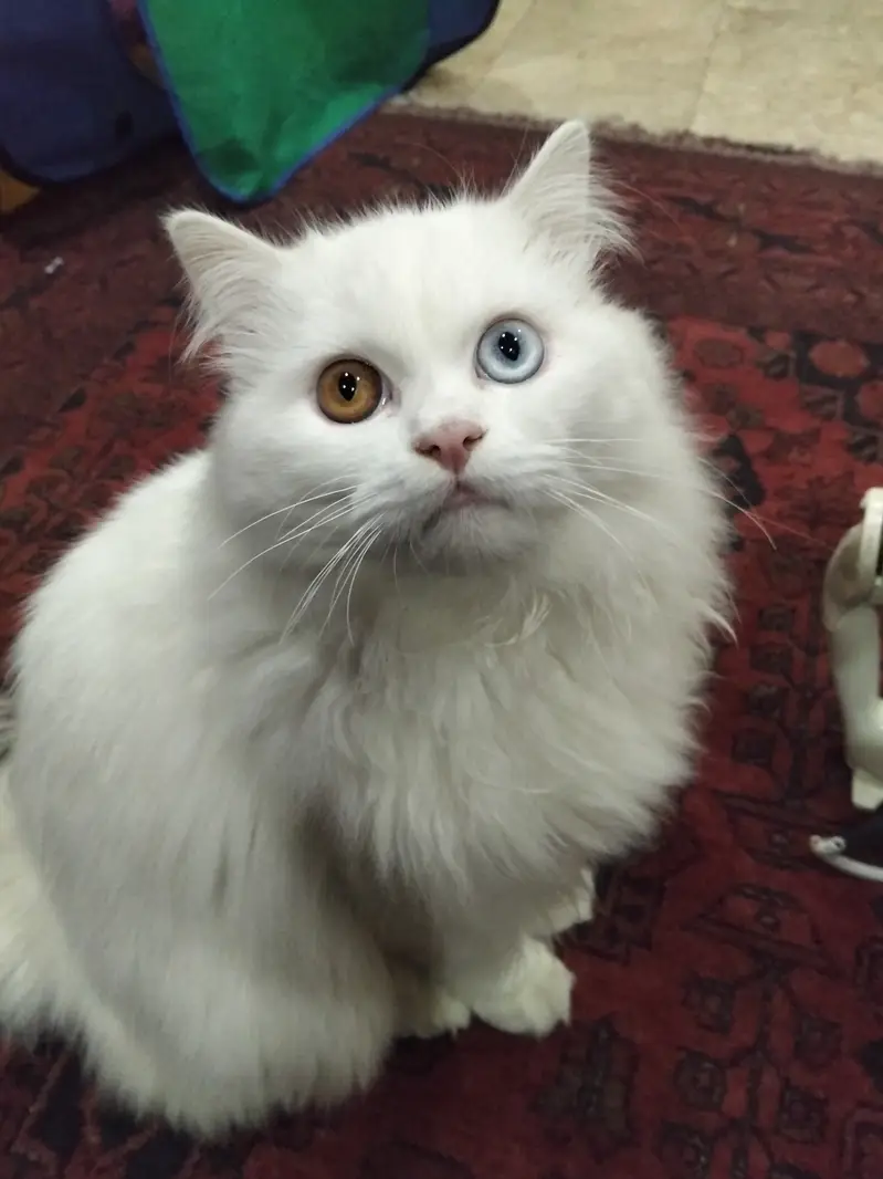 Persian male cat for sale with odd eyes — photo 4