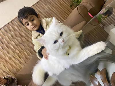 Persian Cat