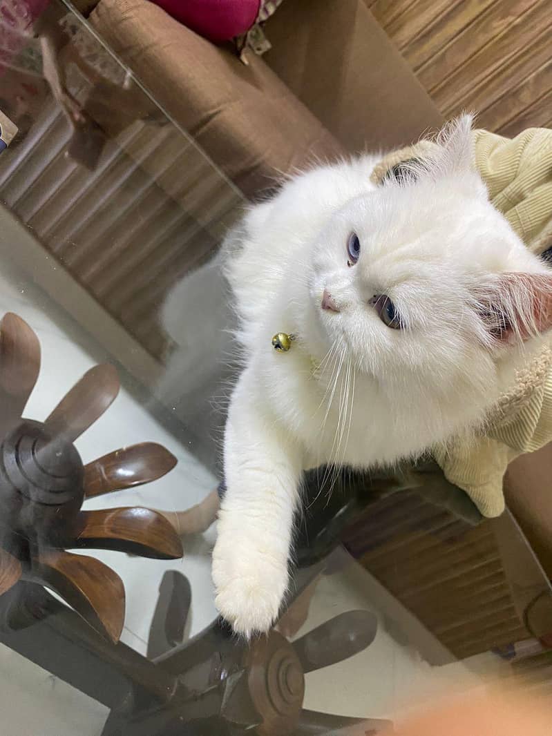 Persian Cat 2